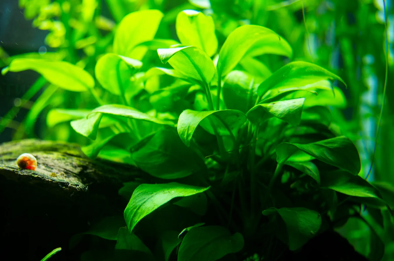 Modern aquarium LED light fixture above a planted tank