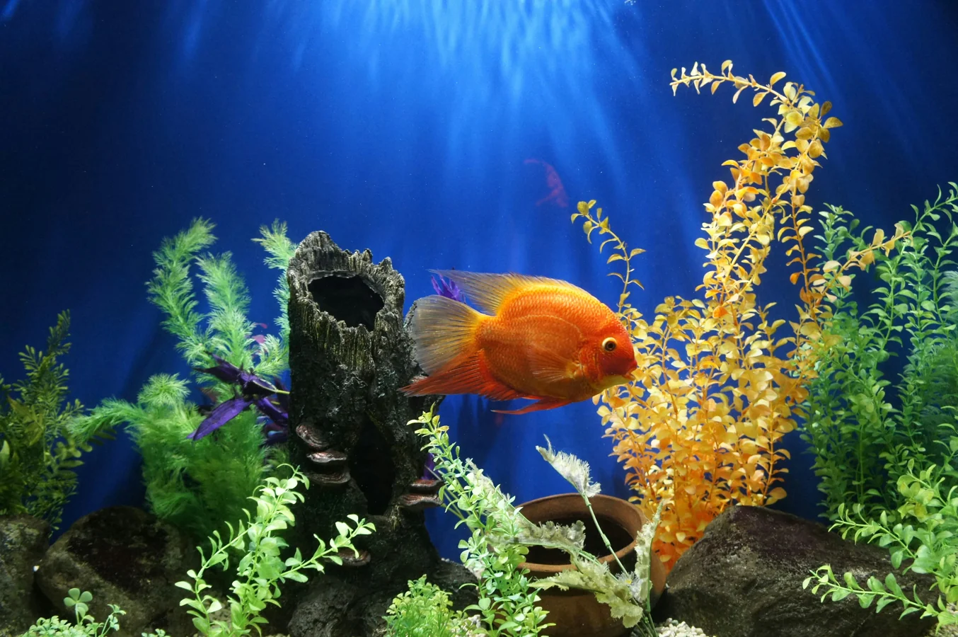 Close‑up photograph of a colorful betta fish in focus