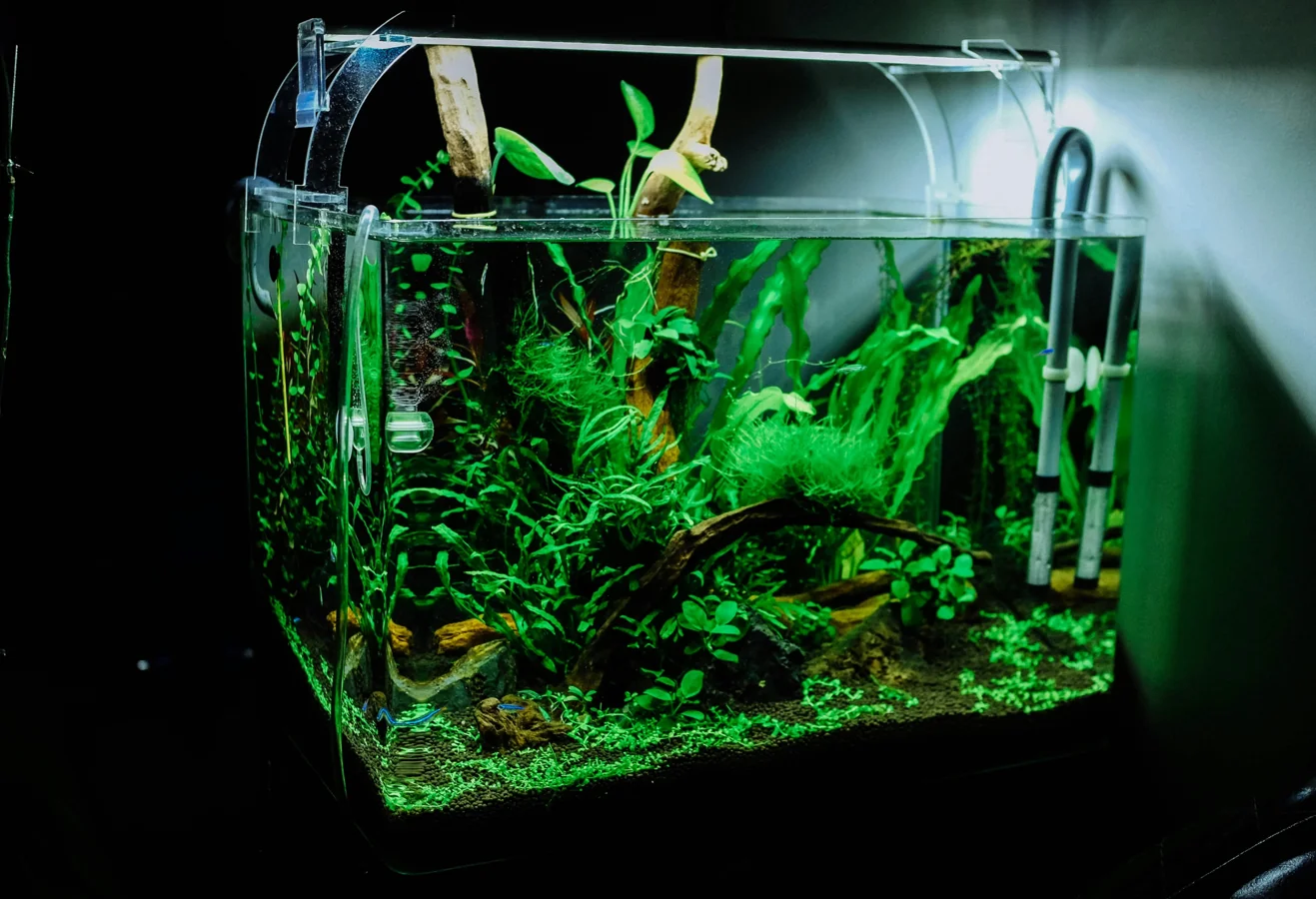 An aquascaped tank with a central rock formation and carpeting plants