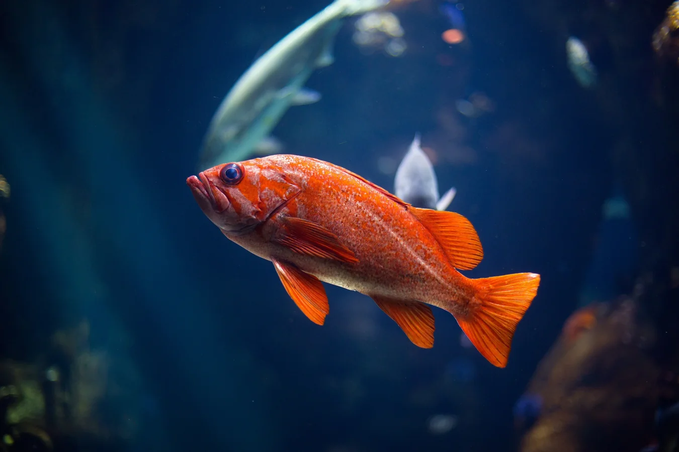 A colorful community aquarium with guppies, mollies and tetras