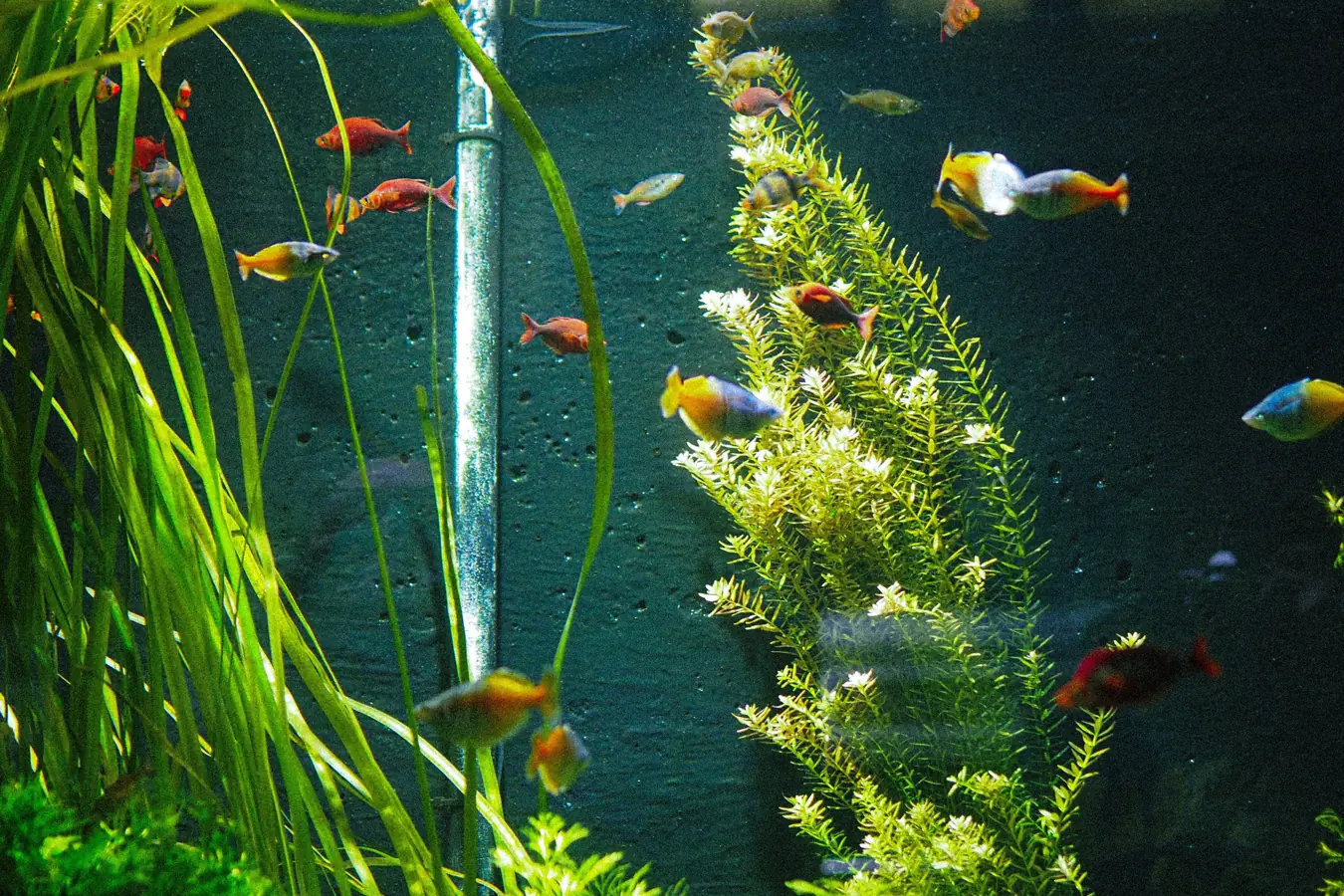 The Ultimate Algae Eater Face‑Off: Otocinclus vs. Nerite vs. SAE featured article