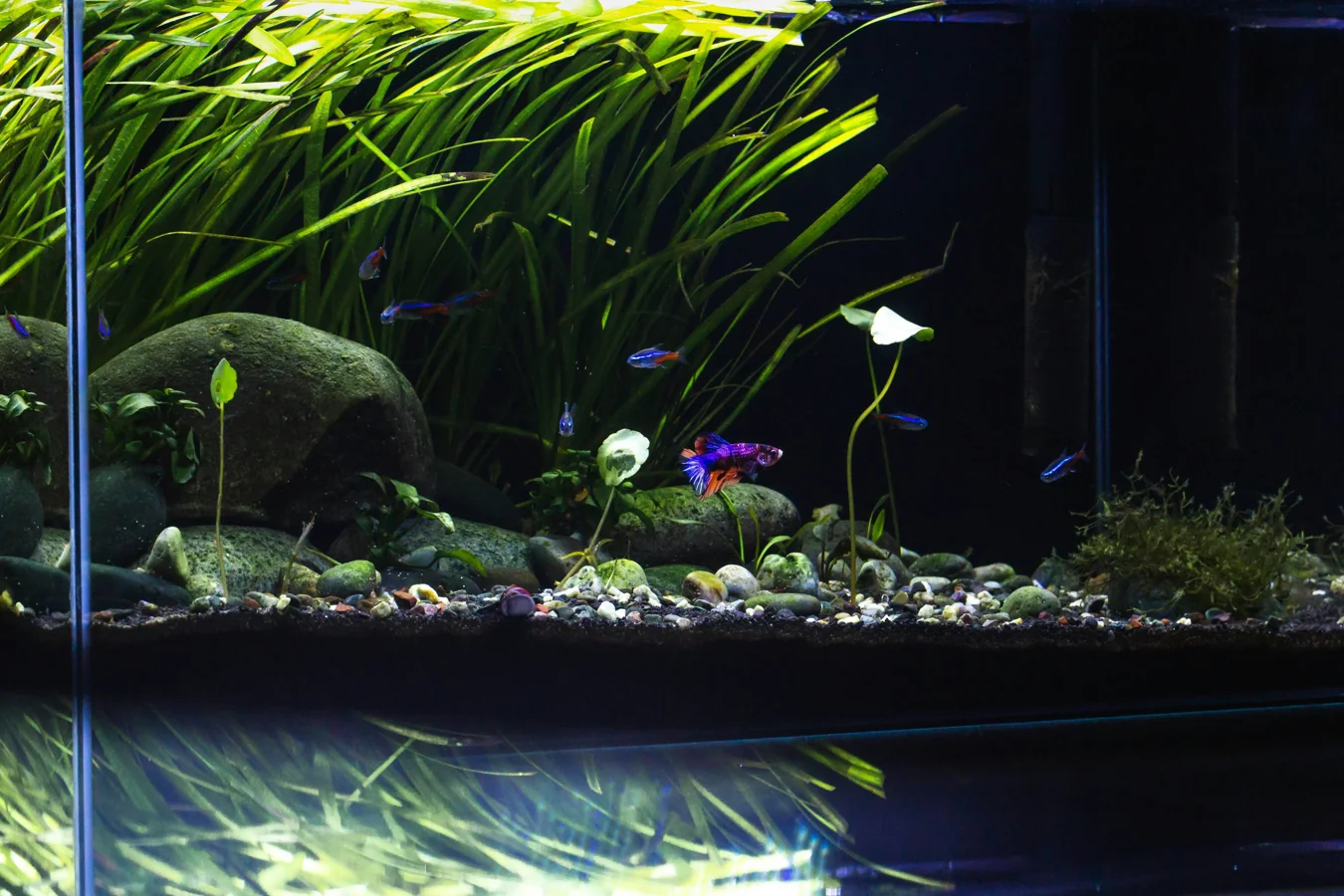 Dark water biotope aquarium with driftwood and leaf litter