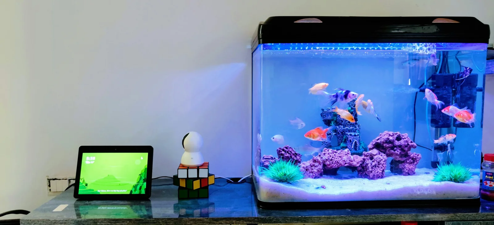 Desk Aquariums Are Trending — Build the Perfect Nano Tank for Your Workspace featured article