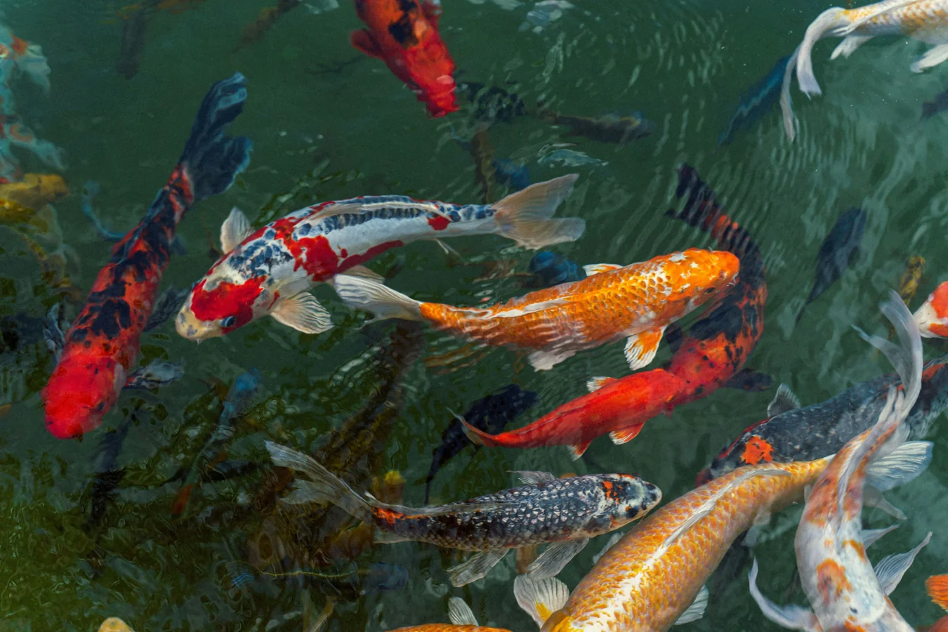 Multiple small breeding tanks in a rack system