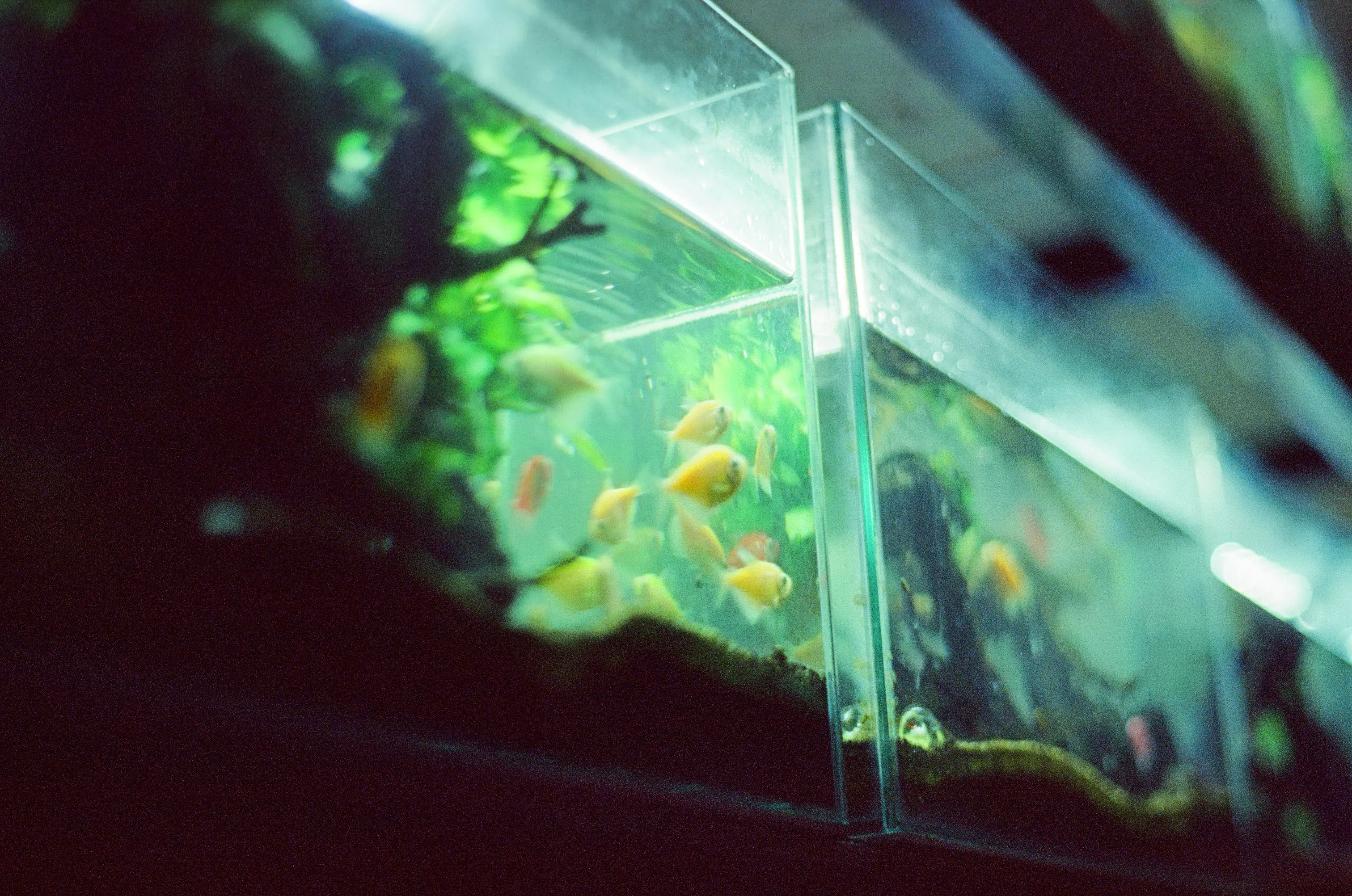 A vibrant African Cichlid aquarium with limestone rocks